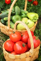 Organic fresh vegetables harvest in garden on sun in sunlight. Freshly harvested cucumber, tomato and pepper in basket close up