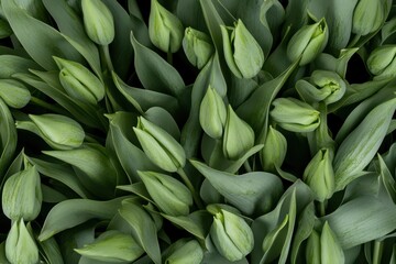 Fototapeta premium 春の訪れを告げる新芽を持つチューリップの群れが広がる様子