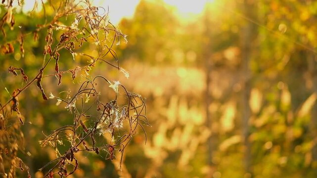 Abstract warm landscape of dry wildflower and grass meadow on warm golden hour sunset or sunrise time. Tranquil autumn fall nature field background. Soft golden hour sunlight panoramic countryside