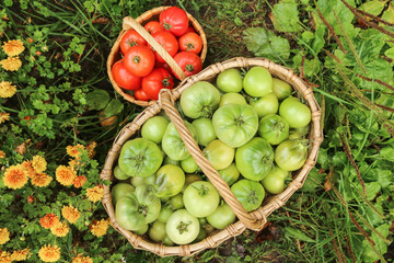 Green and red tomato fresh harvest in basket on green grass top view. Harvesting organic freshly harvested tomatoes in garden with flowers