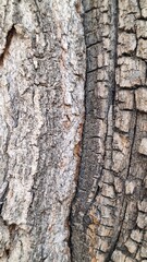 Texture of a tree with thick, rough bark. A close-up of a large tree showing its rough, thick texture.