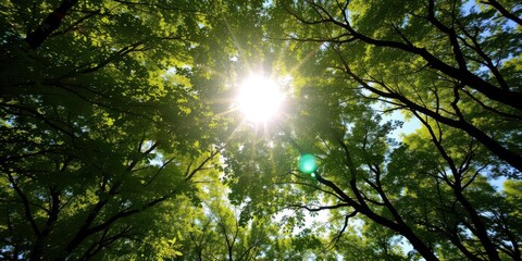 Fototapeta premium Sunlight filtering through lush tree canopies framing the sunny sky, beauty