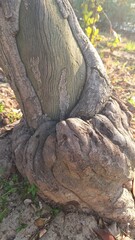 Close-up of a large tree showing the texture of its trunk. Green texture of an old tree with geometric patterns
