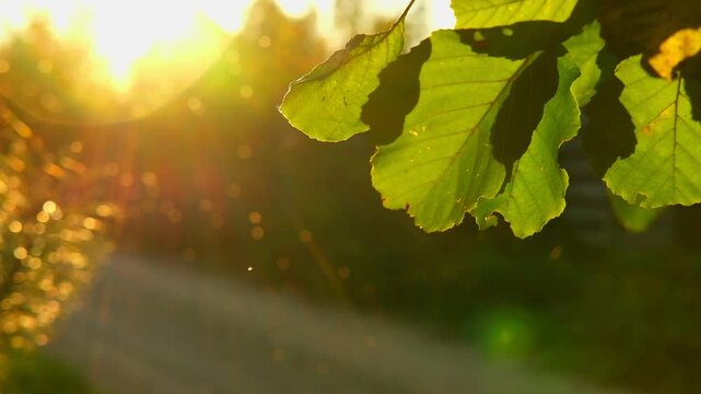 Abstract warm light landscape with defocused many mosquitoes, small flying midges flock and three leaves on golden hour sunset or sunrise time. Lens flare. Tranquil nature background. Soft sunlight
