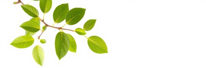 Green plant branch with fresh leaves isolated on white background, plant