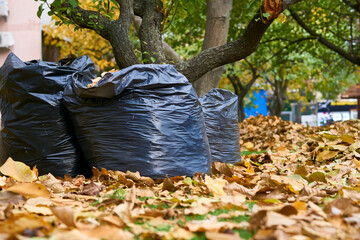 Plastic bags with fallen leaves during park cleanup