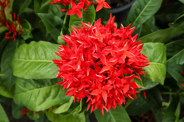 Bright Red Chinese Ixora Flowers (Ixora chinensis)