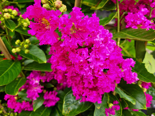  crape myrtle flowers aka Lagerstroemia indica