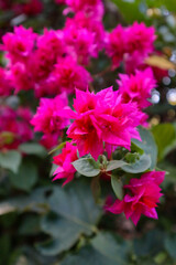 Fototapeta premium Bright pink Bougainvillea glabra, the lesser bougainvillea or paperflower