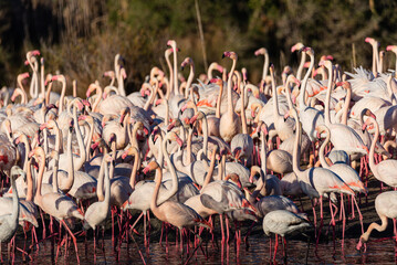 Albufera Flamingo Gathering: Landbound Spectacle