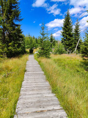 A wooden boardwalk in the middle of a grassy field with tall grass and trees