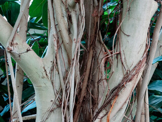 Close-up of rough, irregular tree bark with natural color variations, possibly from lower trunk where foliage is sparse Diffused lighting gives an even appearance without strong contrast No additio