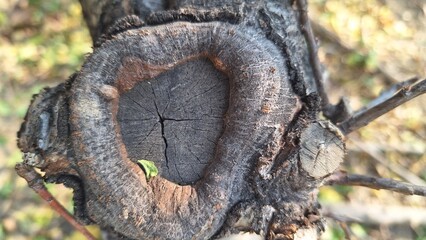 A close-up of a tree with a frame-like protrusion on its trunk