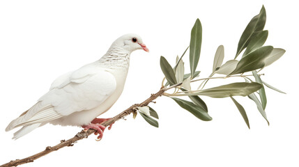 White dove on olive branch isolated on transparent background