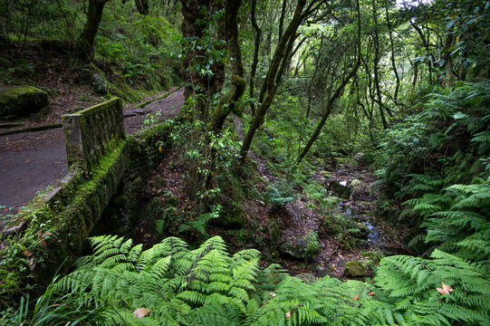 Levada da Serra do Faial, Madeira
