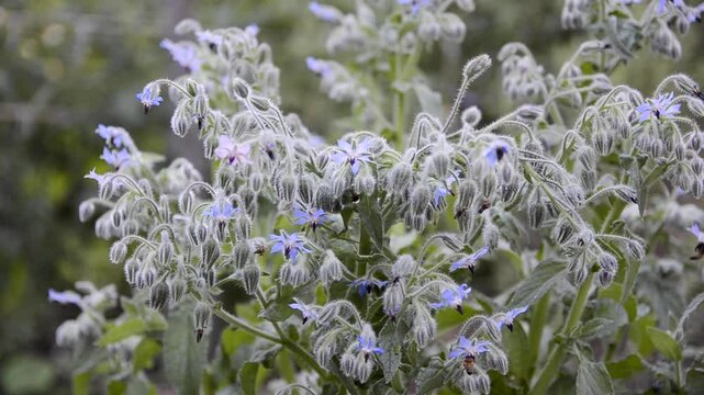 Borage flowers and honeybees flying around. 