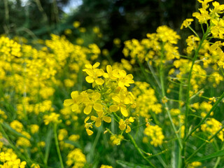 Obraz premium Close-up of dandelion group, blooms at various stages, bright yellow petals, green stems and leaves, blurred background, potential second plant section, focus on center