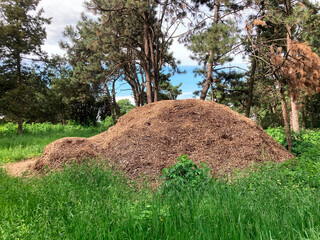 A color photograph of an outdoor scene with a compost pile on lush green grass and fallen leaves,...