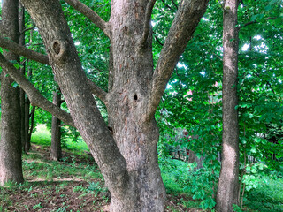 An old tree with rough bark, surrounded by lush greenery and a hint of distant architecture,...