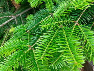 Close-up image of evergreen needles with growth characteristics, dark green tips, light base,...
