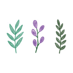 illustration of a plant