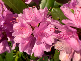 Close-up of cherry or plum tree blossoms, pink and white petals, delicate appearance, stamens, green foliage in the background, daylight lighting