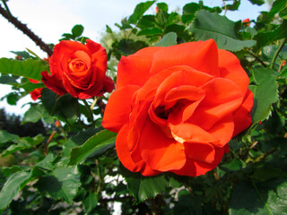 Close-up image of two red roses against green foliage, one partially obscured Focus on stationary, naturally lit subjects conveying tranquility and natures beauty