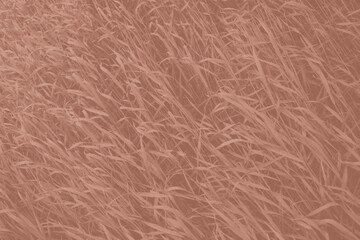 Mocha Mousse color grass for background or backdrop. Monochrome grass background texture. Element of design. Trendy colour 2025.