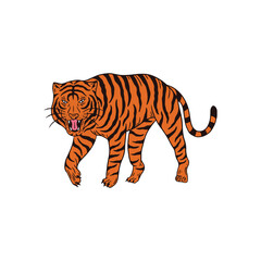 tiger on white background