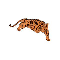 tiger on white background