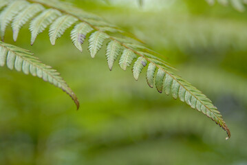 Forest Fern. Foliage, close up of green leaves.  © Ndaru Anuradha 