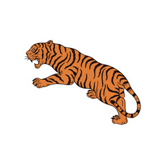 tiger on white