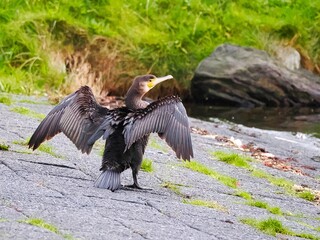Kormoran (Phalacrocorax carbo) an der niederländischen Nordsee