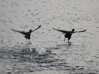 Blässhühner (Fulica) an der niederländischen Nordsee