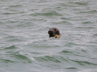 Seehund (Phoca vitulina) an der niederländischen Nordsee Küste