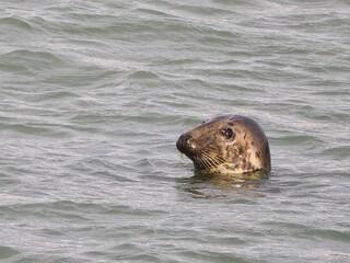 Seehund (Phoca vitulina) an der niederländischen Nordsee Küste