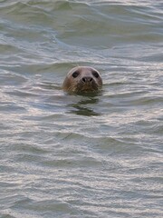 Seehund (Phoca vitulina) an der niederländischen Nordsee Küste