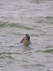Obraz premium Seehund (Phoca vitulina) an der niederländischen Nordsee Küste