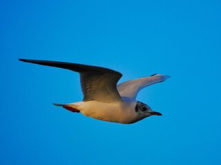 Fliegende Möwe (Larinae) an der niederländischen Nordsee