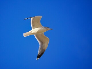 Fliegende Möwe (Larinae) an der niederländischen Nordsee