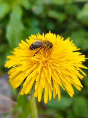 A bee is sitting on a yellow flower