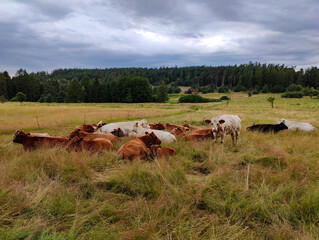 A herd of cows laying down in a grassy field under a cloudy sky