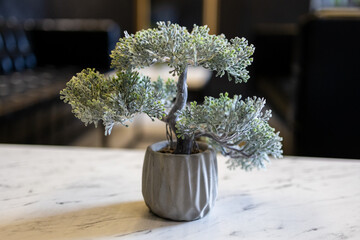 A small bonsai tree in a decorative gray pot sits on a marble surface, with its textured leaves and branches meticulously arranged. The blurred dark interior background adds depth and contrast.