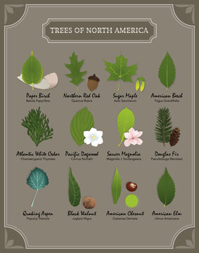 Trees Of North America Poster