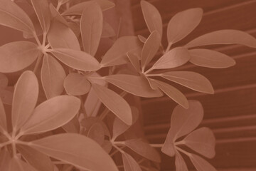 Mocha Mousse color leaf texture, nature monochrome background. Color of the year 2025