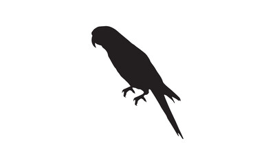 crow on a white background