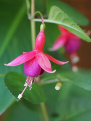 Kwiat fuksji (Fuchsia) w ogrodzie