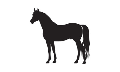 horse isolated on white