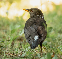Amsel mit Leuzismus