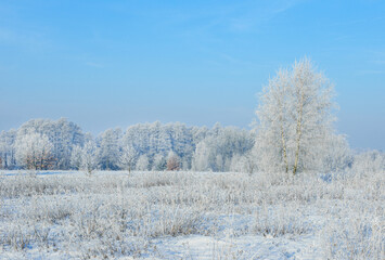 Beautiful winter day with trees covered with hoarfrost